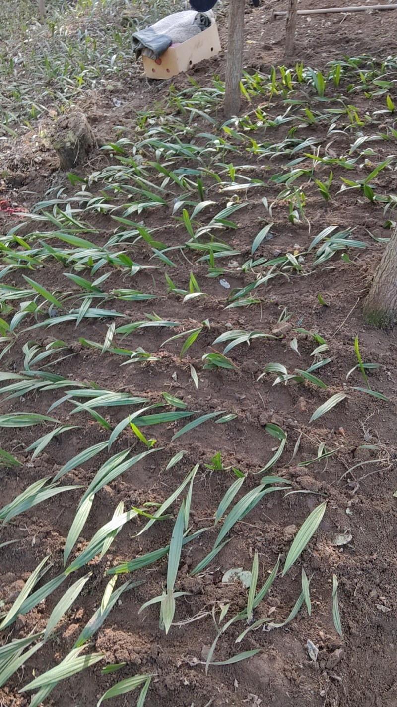 东北野生冰球子种苗毛慈菇种苗长白山寒地冰球子