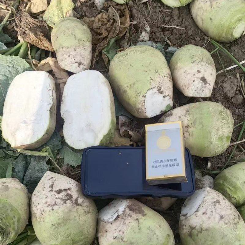 芥菜疙瘩芥菜头产地直发品质保障量大优惠按需包装