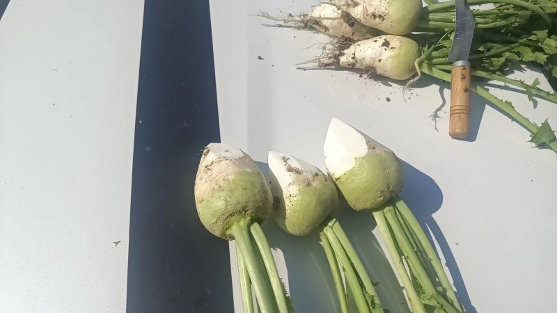 芥菜疙瘩芥菜头产地直发品质保障量大优惠按需包装