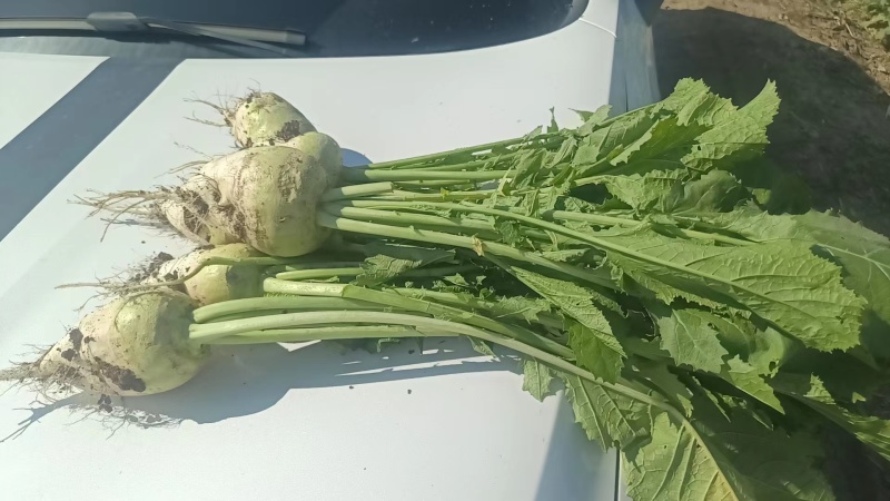 芥菜疙瘩芥菜头产地直发品质保障量大优惠按需包装