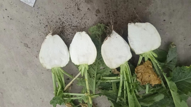 芥菜疙瘩芥菜头产地直发品质保障量大优惠按需包装