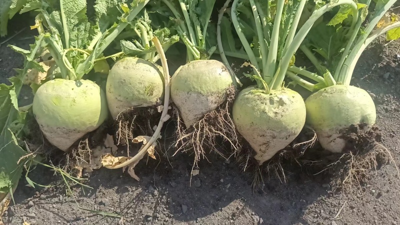 芥菜疙瘩芥菜头产地直发品质保障量大优惠按需包装