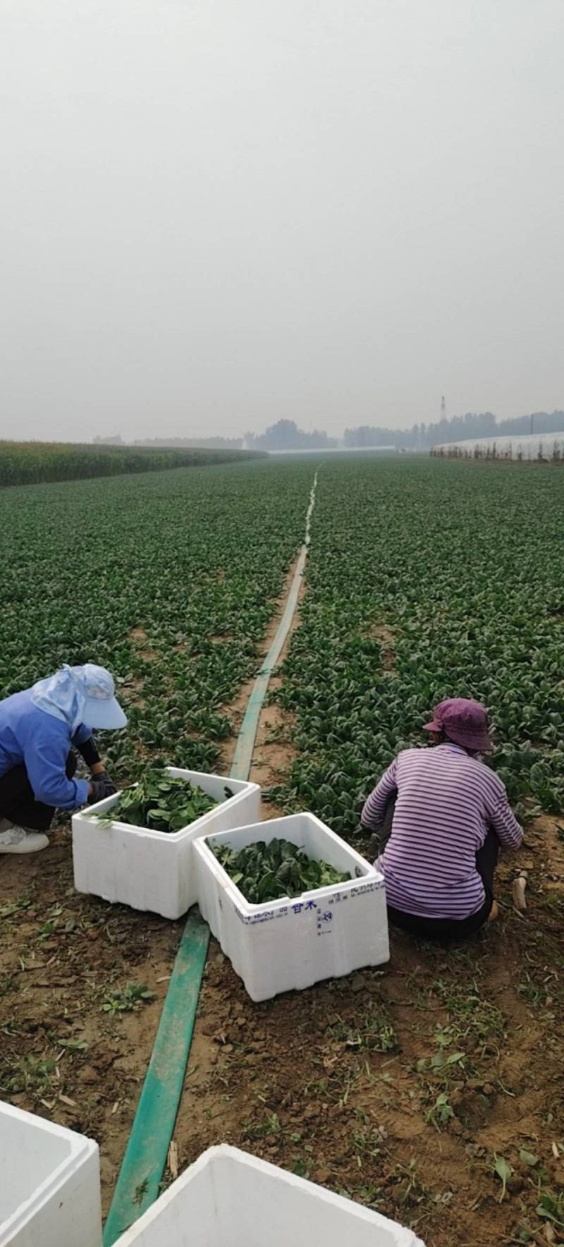 河南趴地菠菜