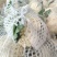 精品菜花江苏松花菜大量上市货源充足量大从优欢迎咨询