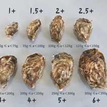 湛江生蚝批发