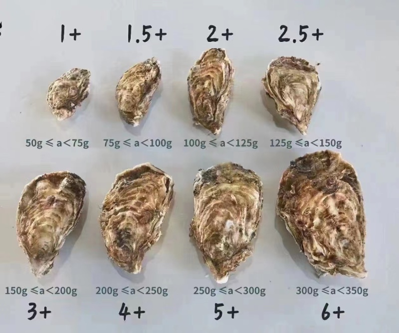 湛江生蚝批发
