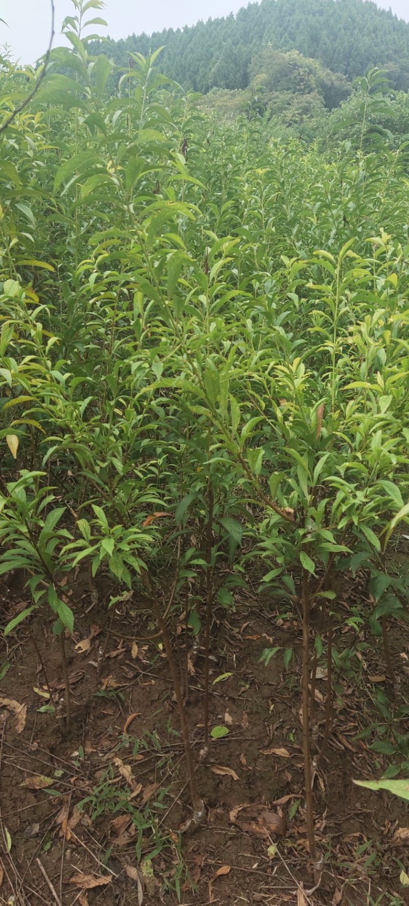 蜂糖李子树苗存活率高高品质低价格诚信经营视频看货