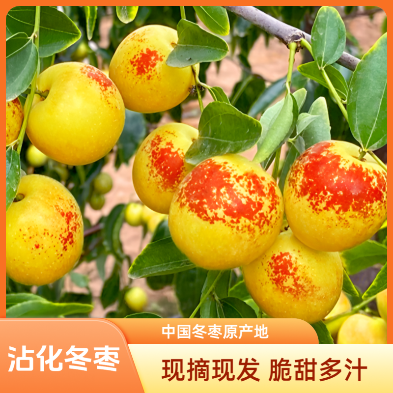 冬枣上市口感脆甜果核小吃了让你忘不掉欢迎各地老板