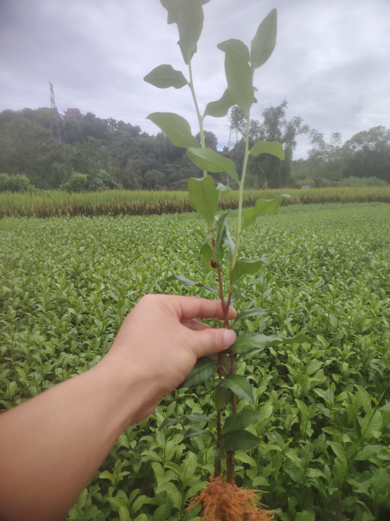 梅占茶苗，基地直发，诚信经营，.欢迎订购