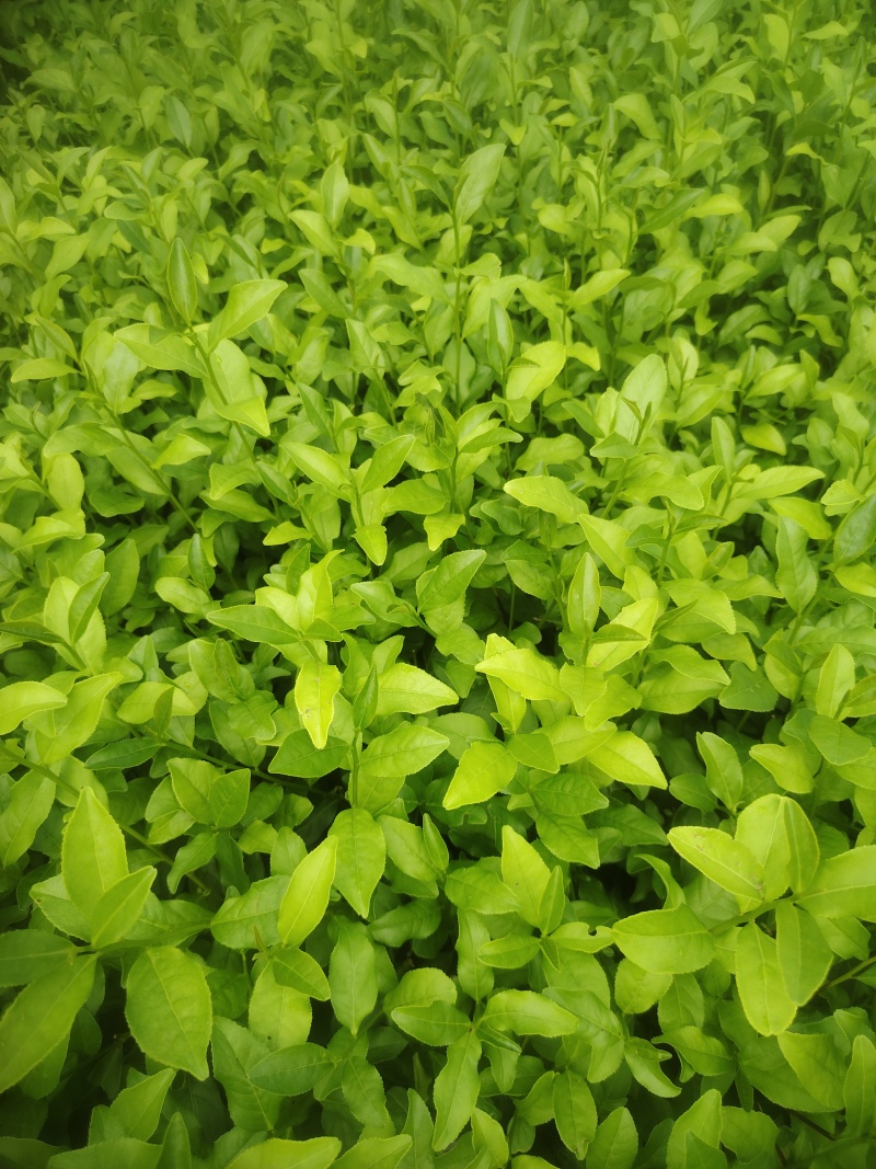 梅占茶苗，基地直发，诚信经营，.欢迎订购