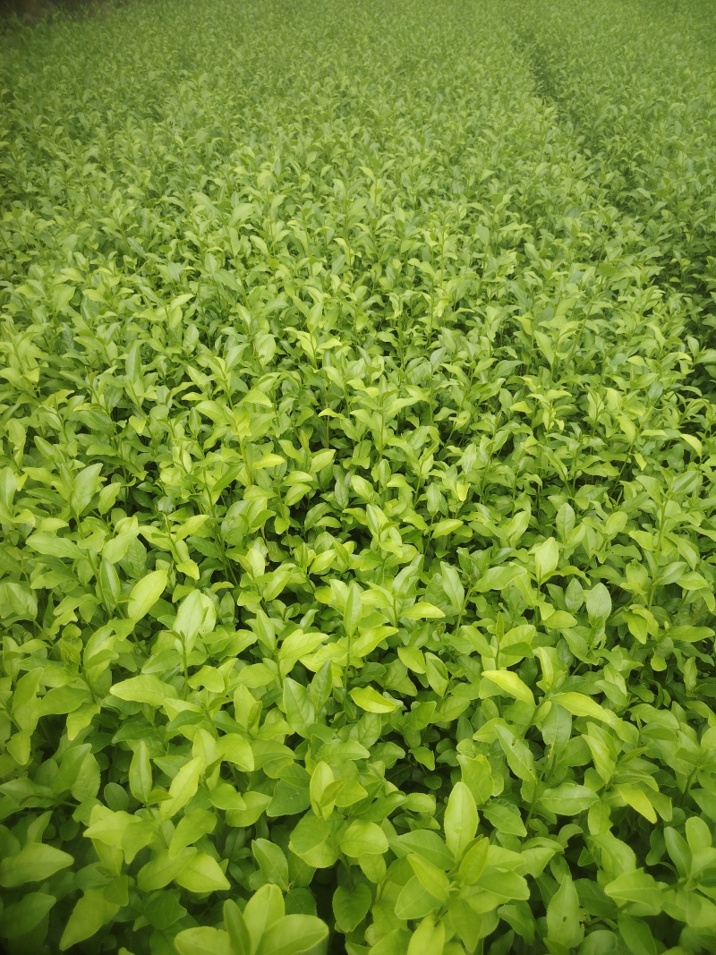 梅占茶苗，基地直发，诚信经营，.欢迎订购