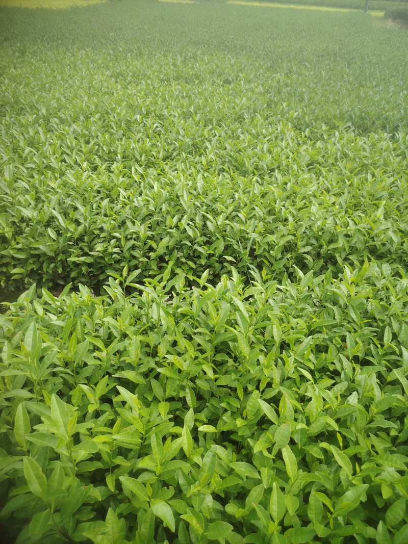 梅占茶苗，基地直发，诚信经营，.欢迎订购