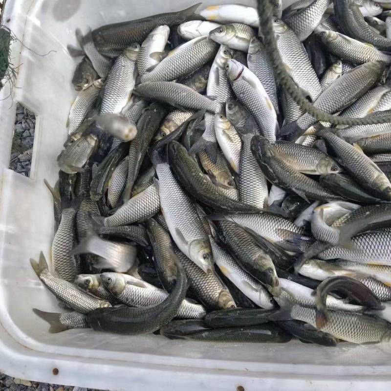 【草鱼苗】湖南鱼苗/自家养殖场/规格齐全/全年有货