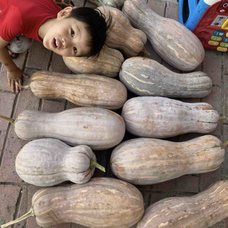 蜜本南瓜