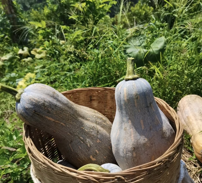 蜜本南瓜