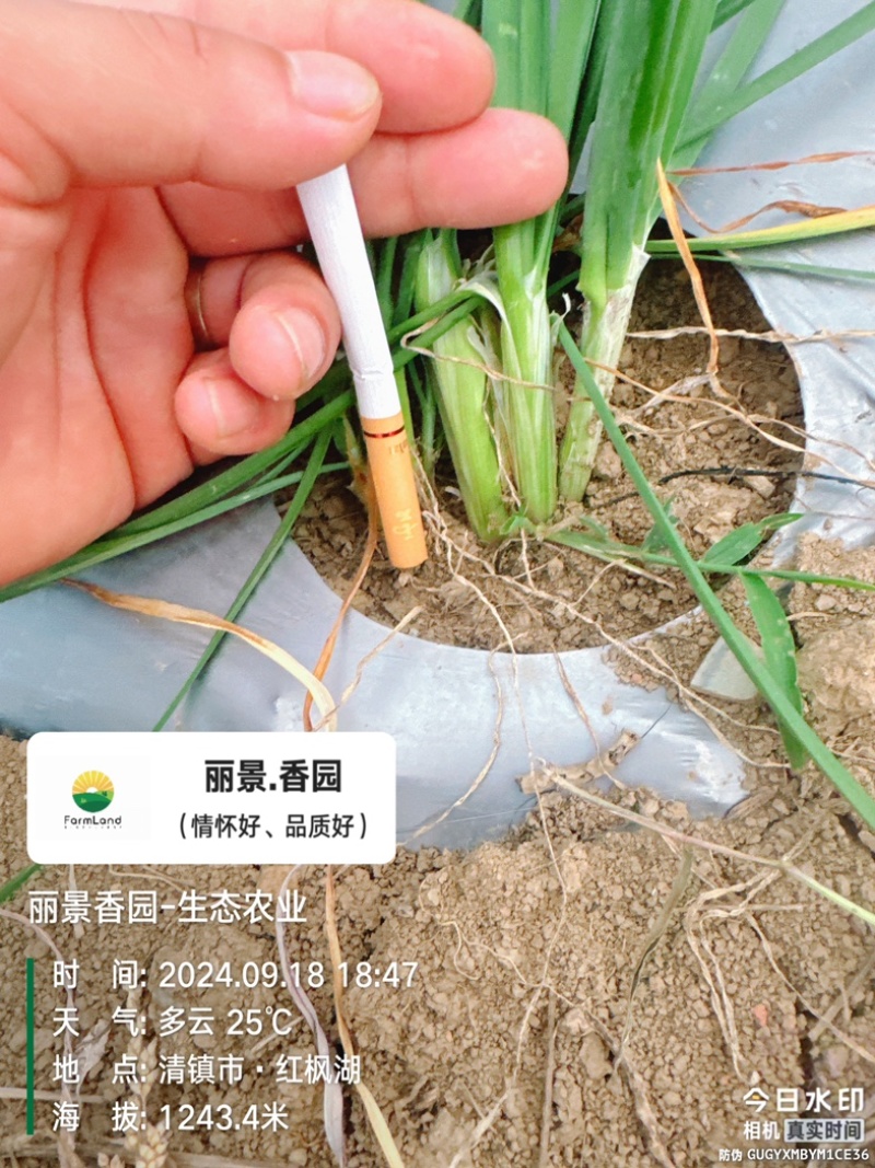 头刀韭菜