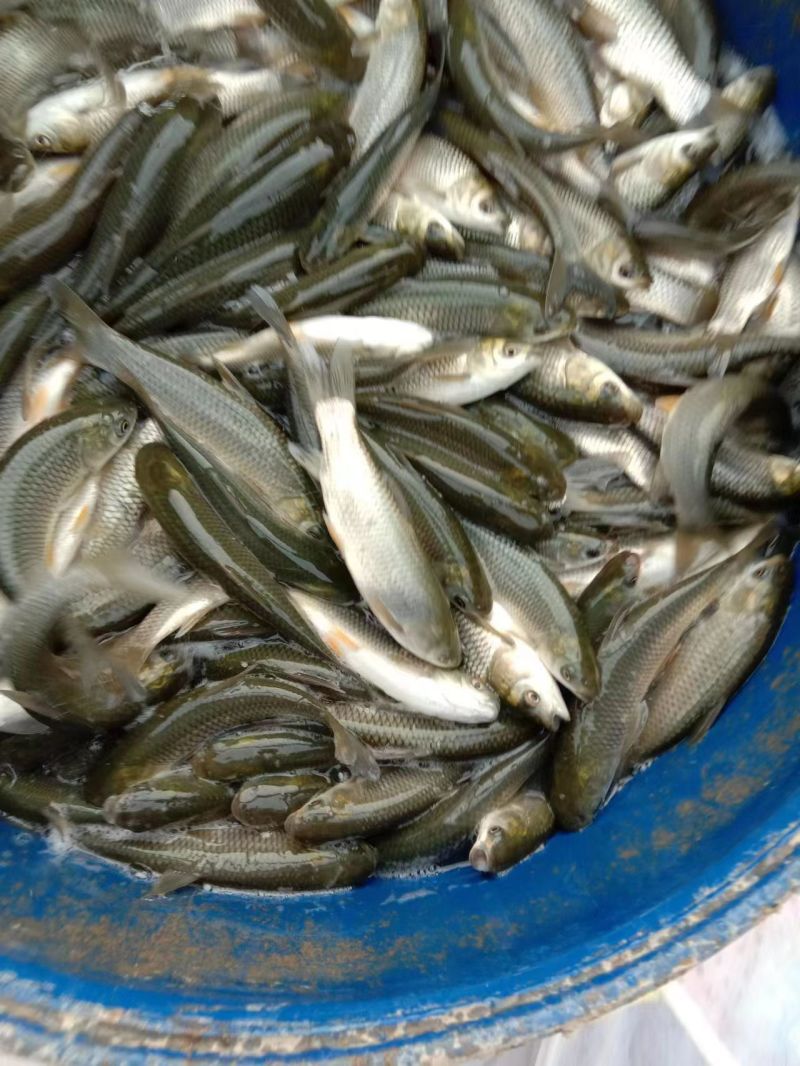 【草鱼苗】湖南鱼苗/自家养殖场/规格齐全/全年有货