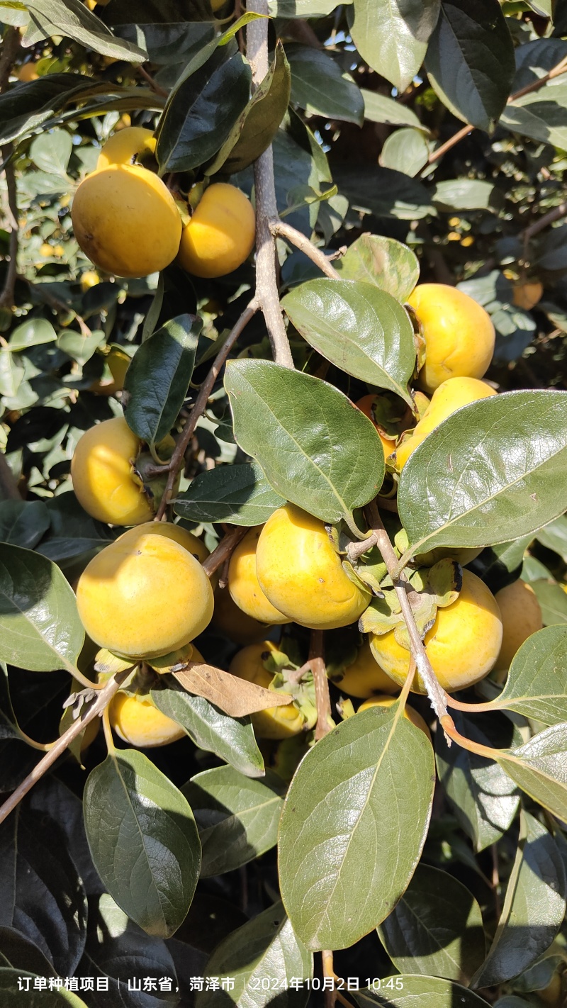 阳丰柿子开园出货