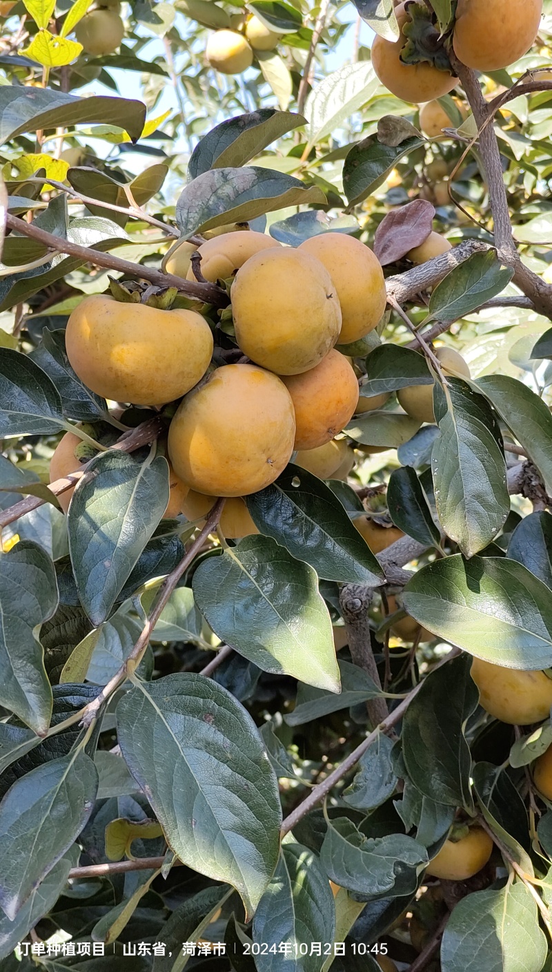 阳丰柿子开园出货