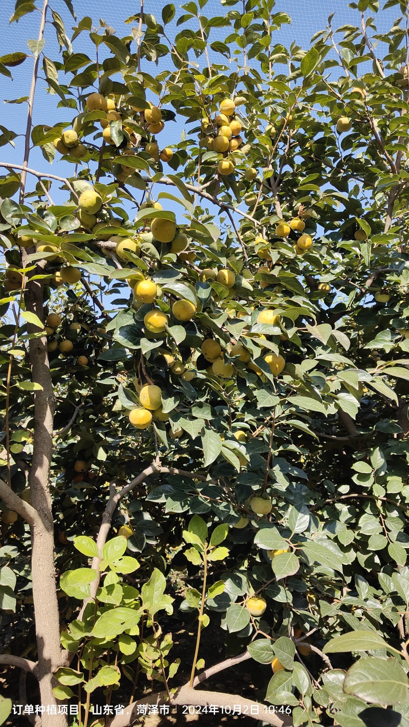 阳丰柿子开园出货