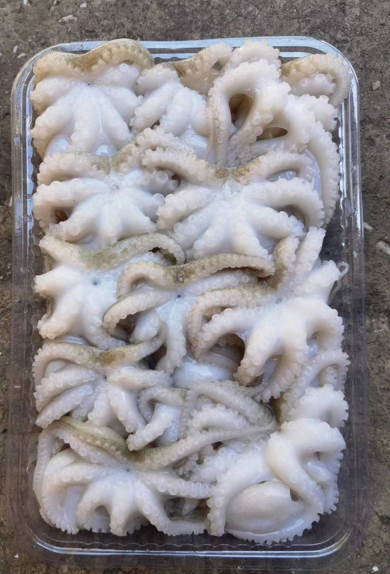 盐磨小八爪