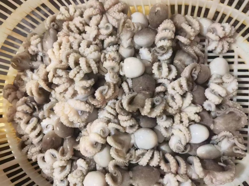 盐磨小八爪