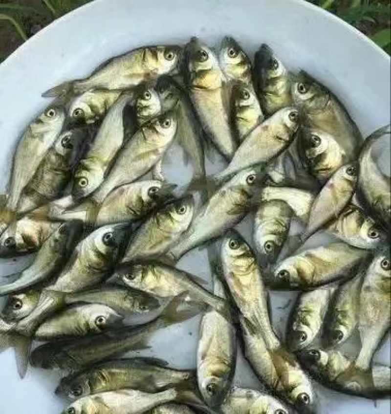 【花鲢鱼苗】湖南鱼苗/自家养殖场/常年有货/寻找批发商