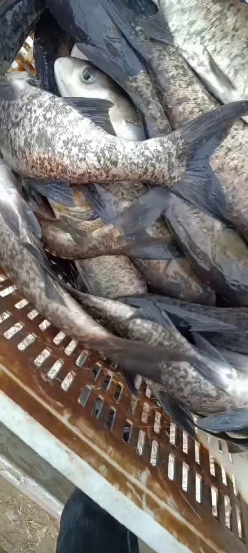 【花鲢鱼苗】湖南鱼苗/自家养殖场/常年有货/寻找批发商