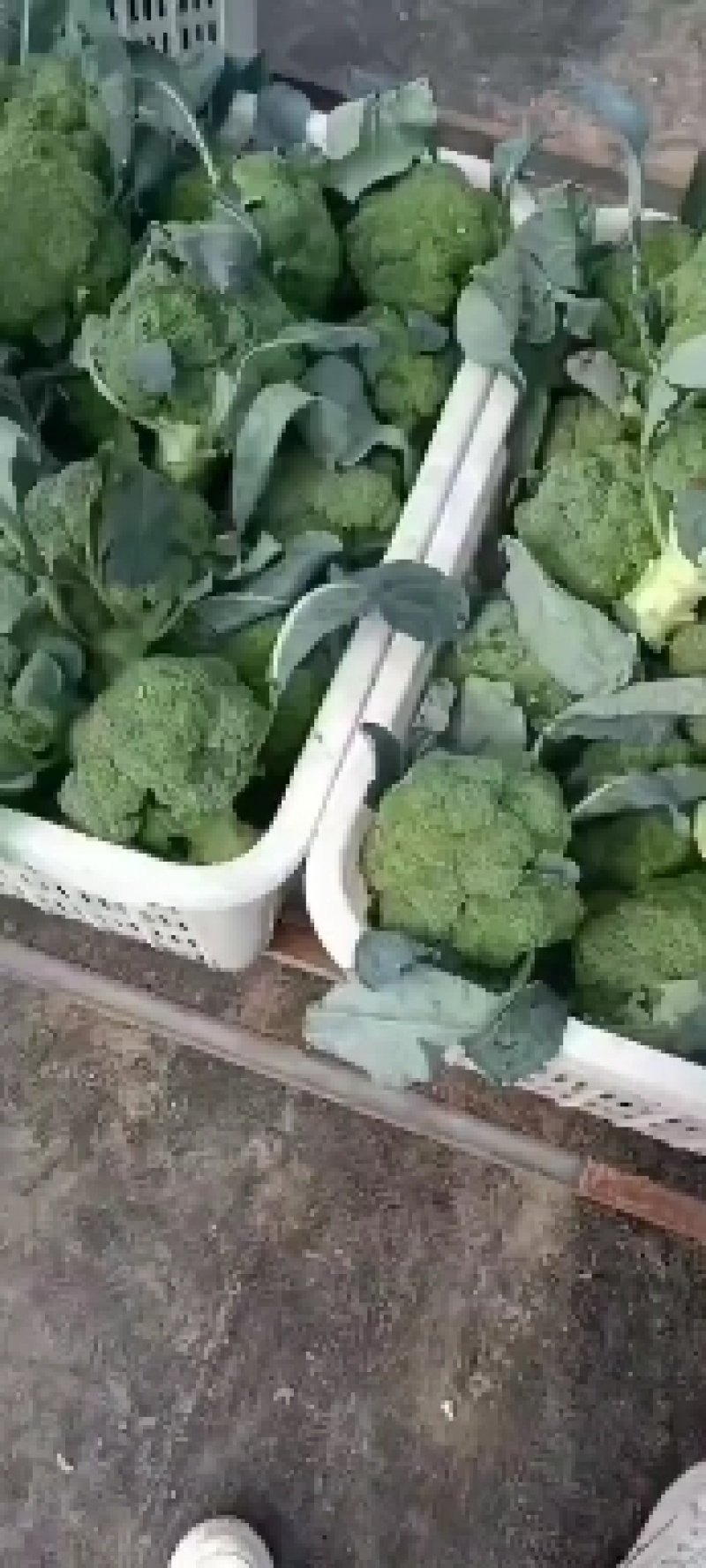 新产西兰花，大米粒小米粒都有，质量保证一手货源产地直发