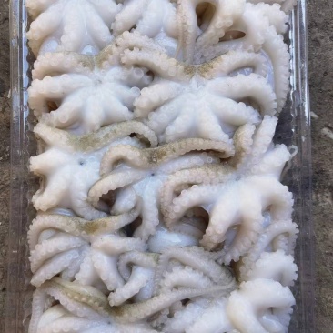 盐磨小八爪