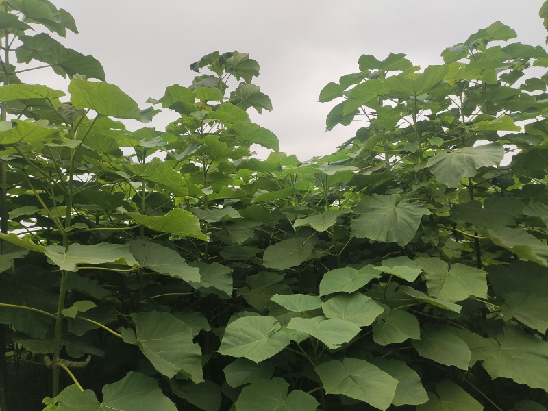 泡桐树苗紫花泡桐改良品种全网供应优质泡桐树苗农场货源