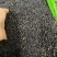 东北刺五加籽干货野生刺五加籽老虎潦籽批发