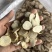 傲宇药材白芷小选货过12号筛货干