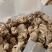 当归头片个天然野生当归价格实惠厂家直销精品药材值得信赖