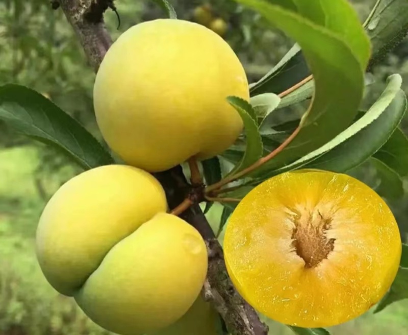 蜂糖李一代苗