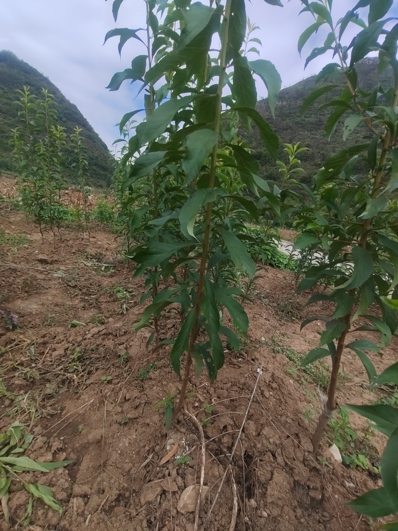 蜂糖李一代苗