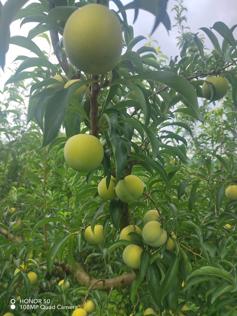 蜂糖李一代苗