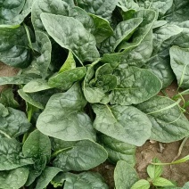 菠菜，趴地菠菜，无黑点，无虫眼，好货，欢迎老板下单