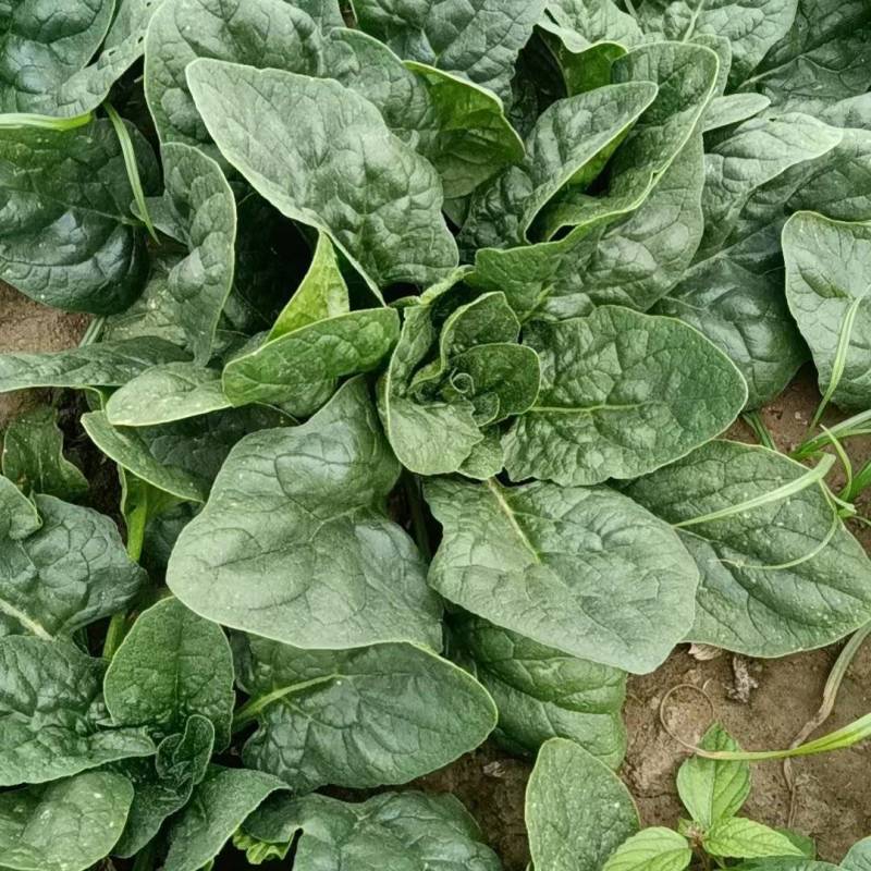 菠菜，趴地菠菜，无黑点，无虫眼，好货，欢迎老板下单