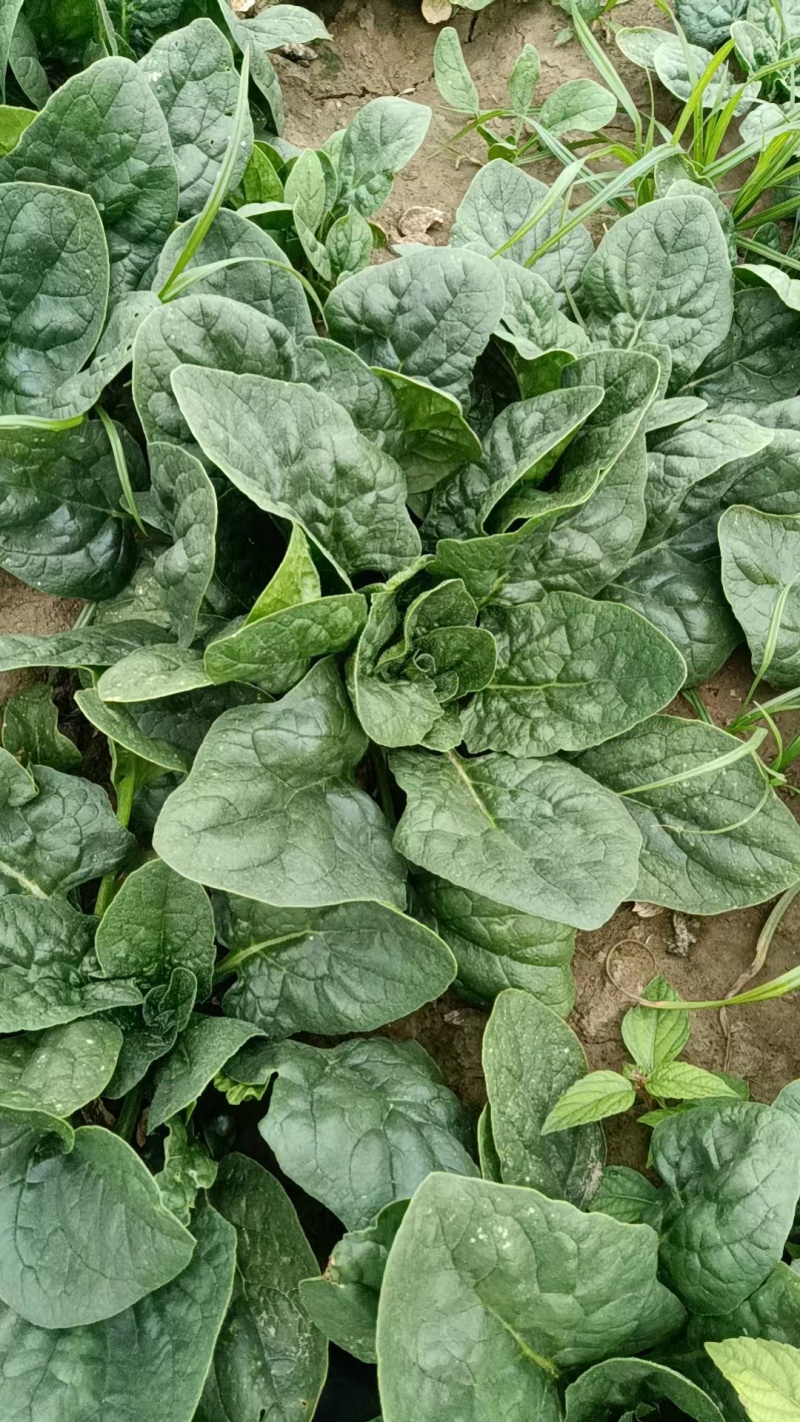 菠菜，趴地菠菜，无黑点，无虫眼，好货，欢迎老板下单