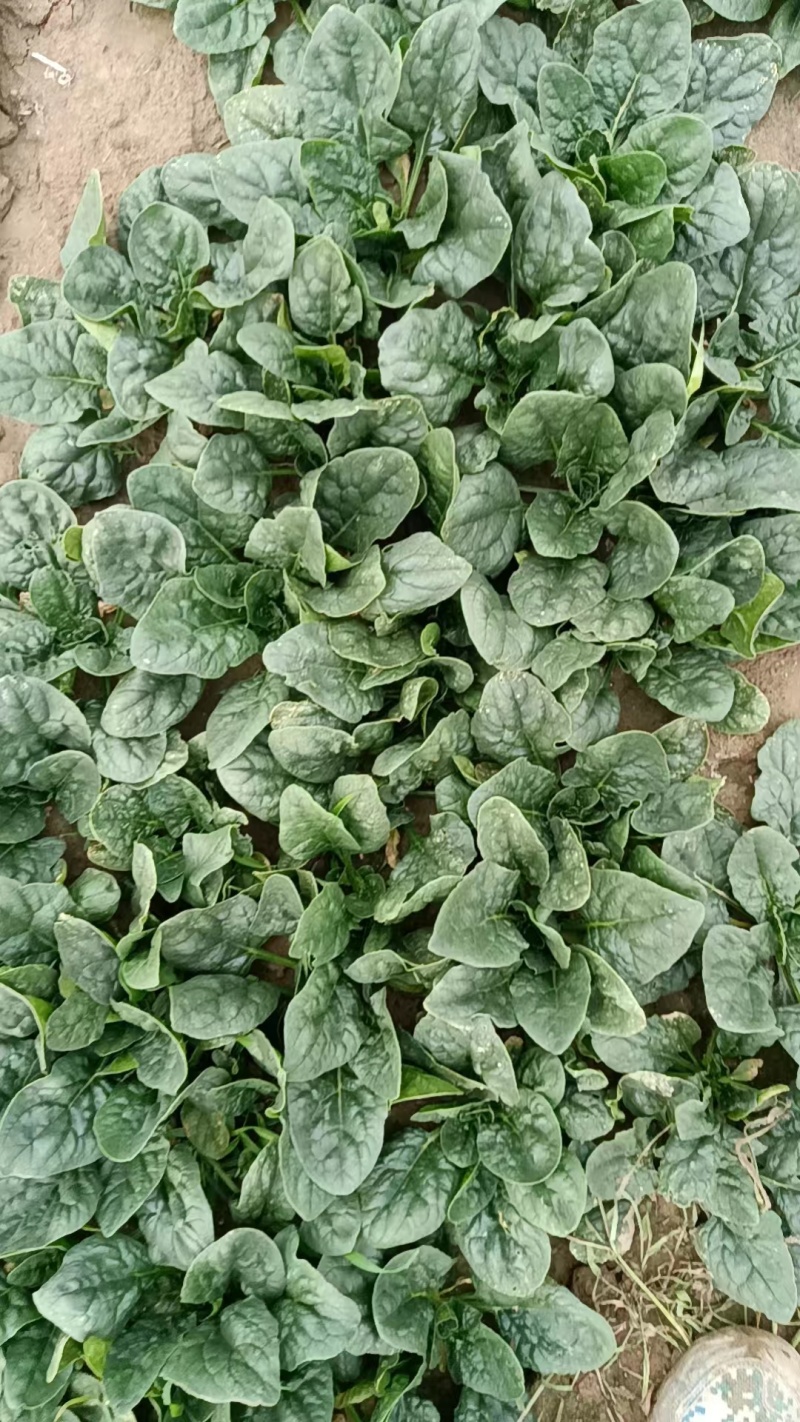 菠菜，趴地菠菜，无黑点，无虫眼，好货，欢迎老板下单