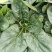 菠菜，趴地菠菜，无黑点，无虫眼，好货，欢迎老板下单