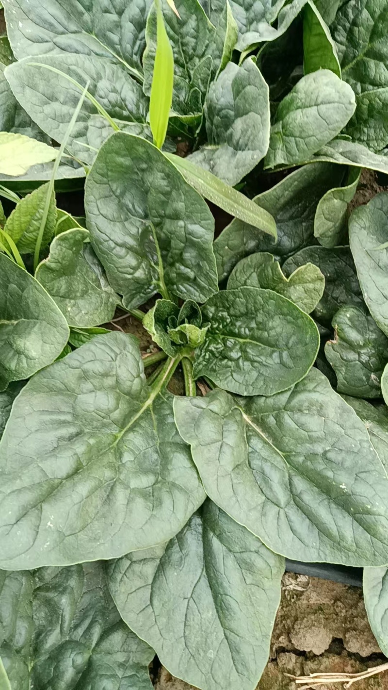菠菜，趴地菠菜，无黑点，无虫眼，好货，欢迎老板下单