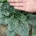 菠菜，趴地菠菜，无黑点，无虫眼，好货，欢迎老板下单