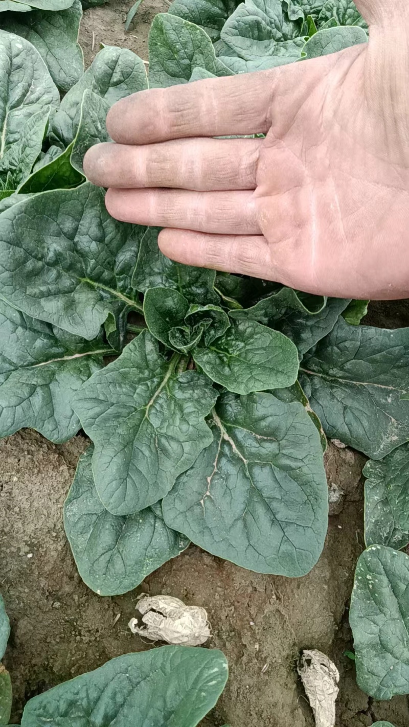 菠菜，趴地菠菜，无黑点，无虫眼，好货，欢迎老板下单