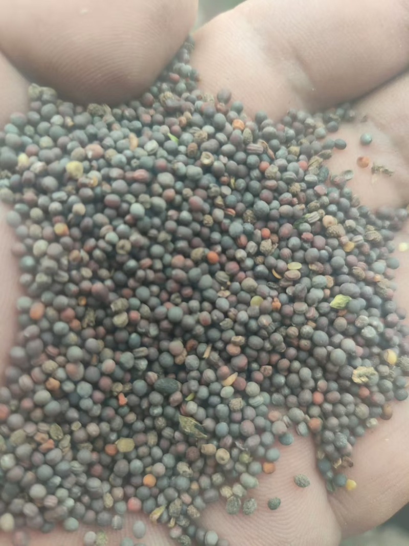 青海油菜菜籽