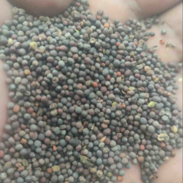 青海油菜菜籽