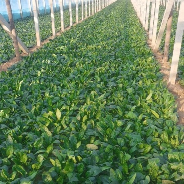 产地河南省安阳市滑县万亩瓜果蔬菜基地直供大棚菠菜