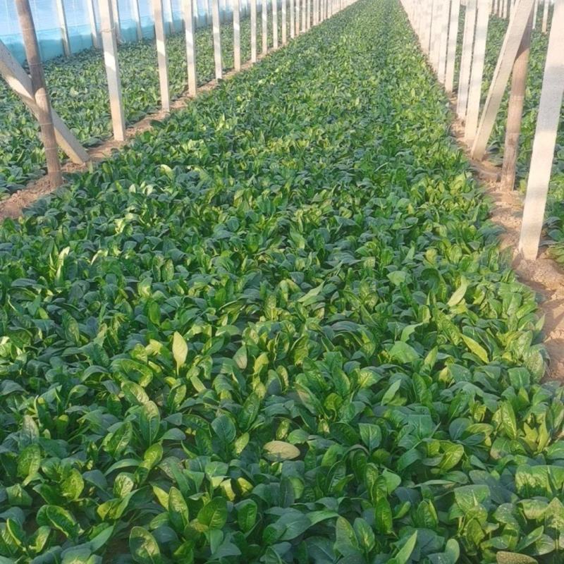 产地河南省安阳市滑县万亩瓜果蔬菜基地直供大棚菠菜