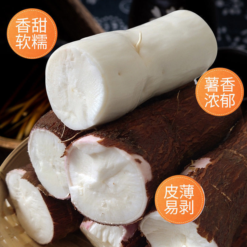 广西特产面包木薯新鲜现挖红皮白肉木薯批发